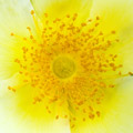 Hart gele bloem