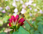 Libel op een rode bloem