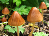 Paddestoelen