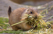 Prarie hondje