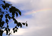 Boom silhouet en regenboog