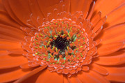 Rode bloem