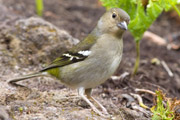 Een vink op Madeira