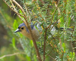 Een vink op Madeira