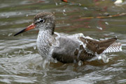 Vogel aan 't wassen