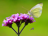 Witje op paarse bloem